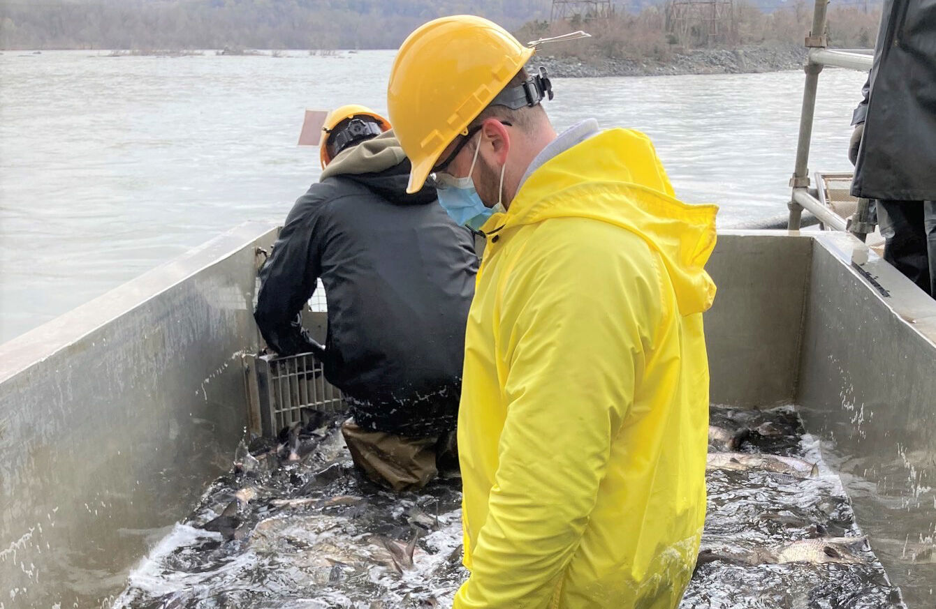 Sorting snakeheads at Conowingo Dam